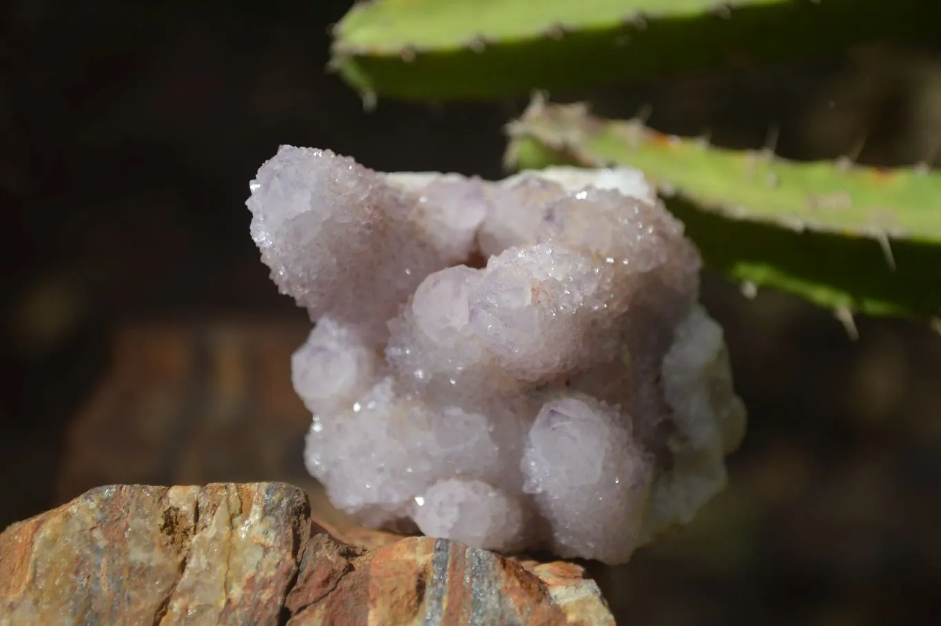 Natural Mixed Spirit Amethyst Quartz Clusters x 6 From Boekenhouthoek, South Africa