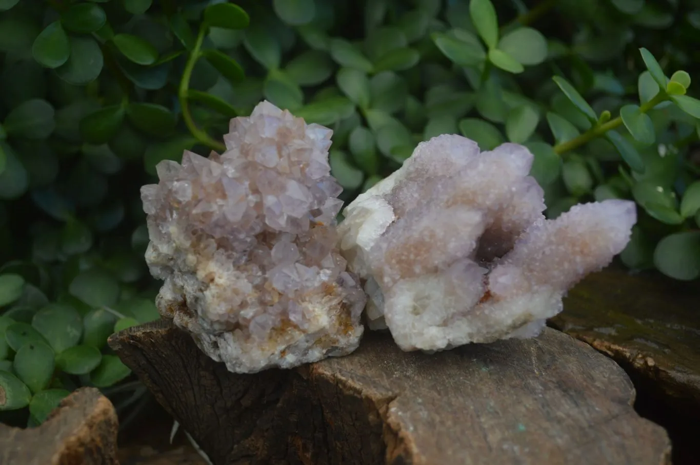 Natural Mixed Spirit Amethyst Quartz Clusters x 6 From Boekenhouthoek, South Africa