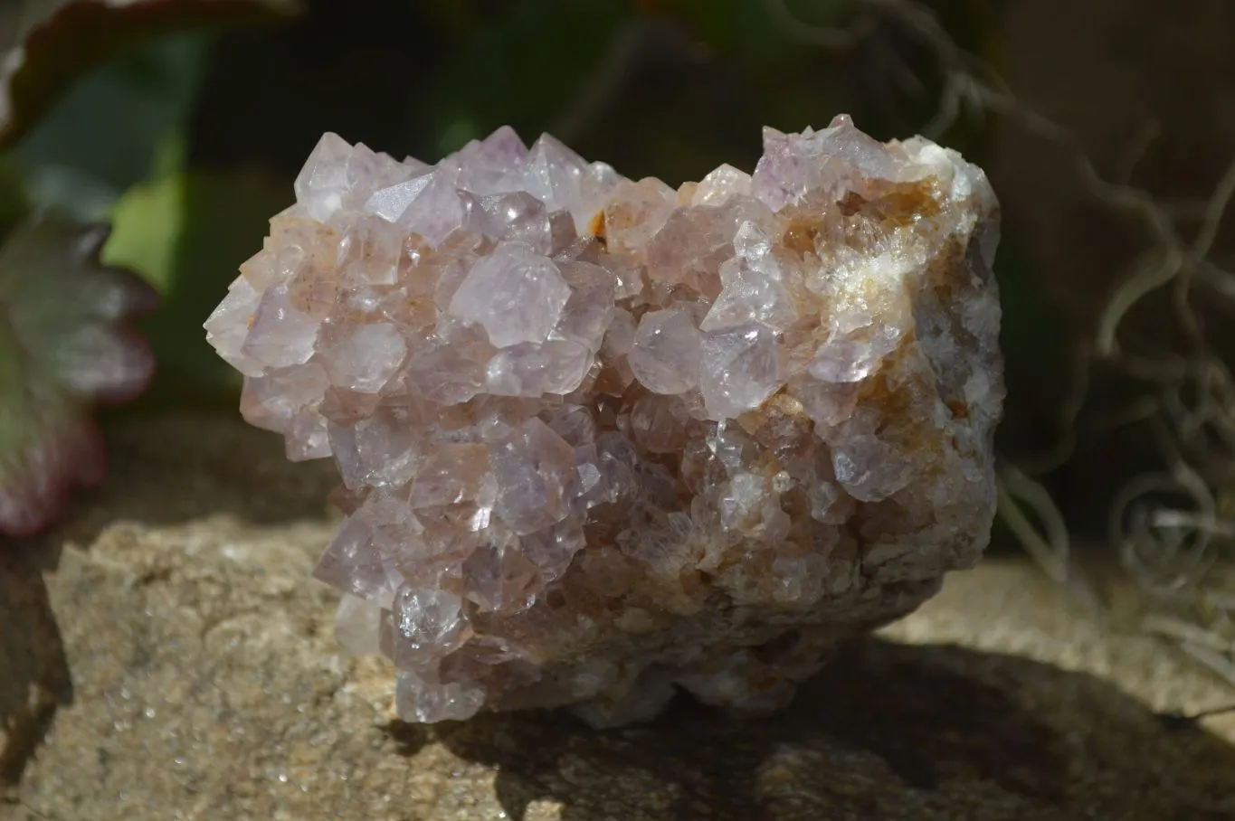 Natural Mixed Spirit Amethyst Quartz Clusters x 6 From Boekenhouthoek, South Africa